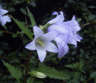Bellflower, Nettle-leaved (Campanula trachelium) Plant