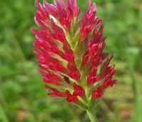 Crimson Clover Seed (Trifolium incarnatum) - (Organic)