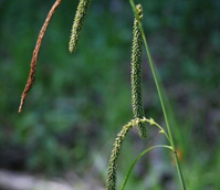 Sedge, Pendulous (Carex pendula) Plant