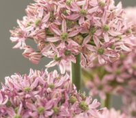 Pink Jewel Allium Bulbs