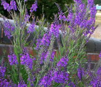 Toadflax, Purple (Linaria purpurea) Plant