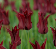 Sarah Raven Tulip Bulbs