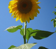 Sunflower Seed (Helianthus annuus)
