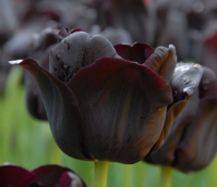 Paul Scherer Tulip Bulbs