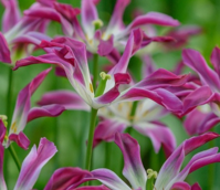 Purple Dance Tulip Bulbs