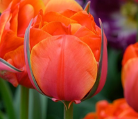 Queensday Tulip Bulbs