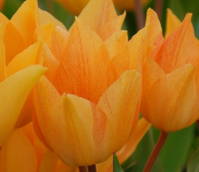 Praestans Shogun Tulip Bulbs