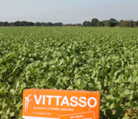 Brown Mustard Game Cover - Vittasso Seed