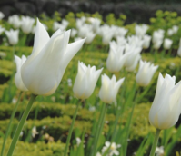 White Triumphator Tulip Bulbs