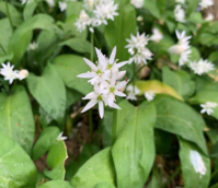 BS Wild Garlic - Ramsons 'In The Green' (Allium ursinum)