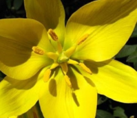 BS Wild Tulip Bulbs 'In The Green' (Tulipa sylvestris)