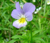 Pansy, Wild (Viola tricolor)