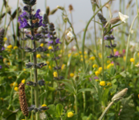 BS1M: Traditional Wildflower Meadow Seeds