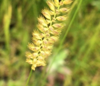 Crested Dogstail (Cysnosurus cristatus) Plant