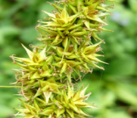 Sedge, False Fox (Carex otrubae) Plant