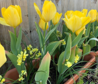 Golden Apeldoorn Tulip Bulbs