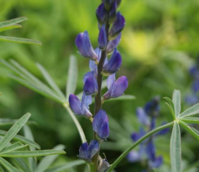 Blue Lupin (Lupinus augustifolious) - Boston Seeds