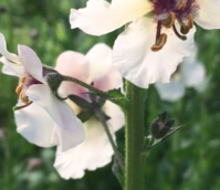 Mullein, Moth (Verbascum blattaria) Plant
