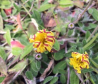 Mouse-Ear Hawkweed (Hieracium Pilosella) Plant