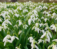 BS Single Snowdrop Bulbs 'In The Green' (Galanthus nivalis)