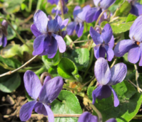 Violet, Sweet Purple (Viola odorata) Plant