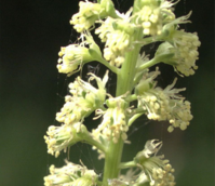 Weld (Reseda luteola) Plant