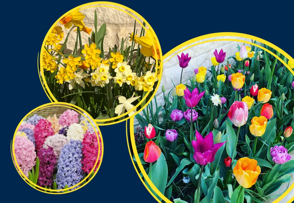 Spring Flower Bulbs