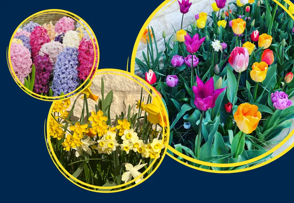 Spring Flower Bulbs