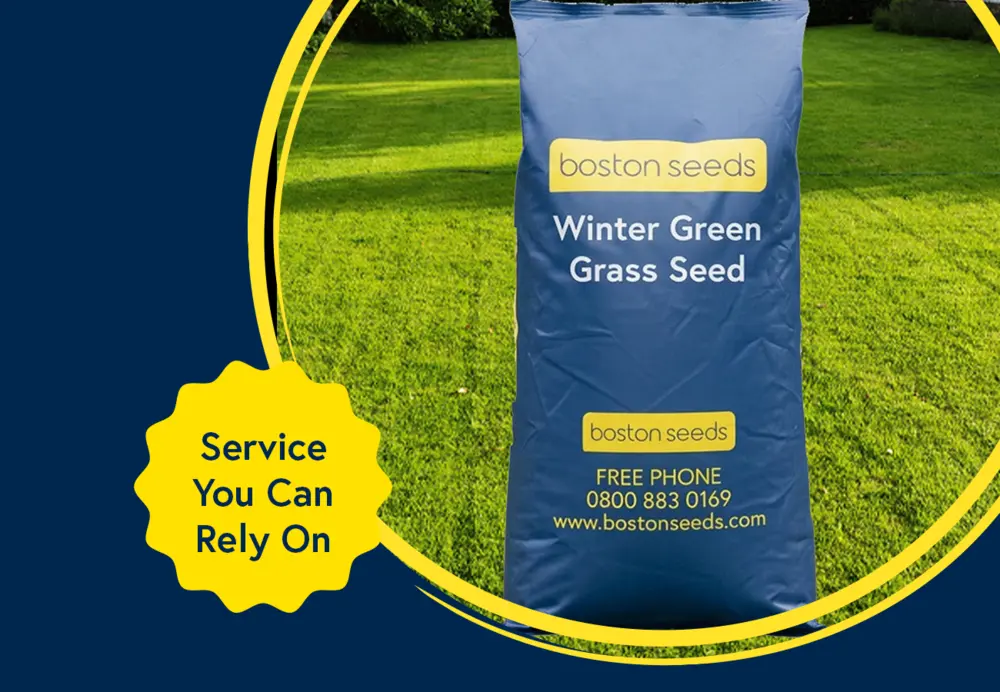 Winter Grass Seed