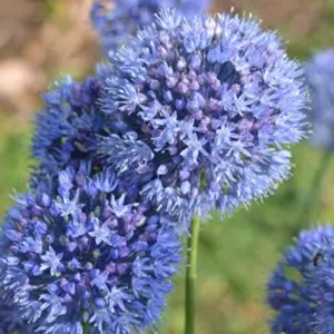 Boston Seeds