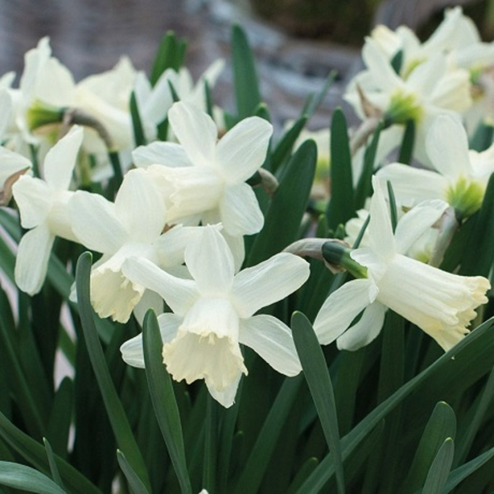 Ice Baby Narcissi Bulbs | Buy Online | Boston Seeds